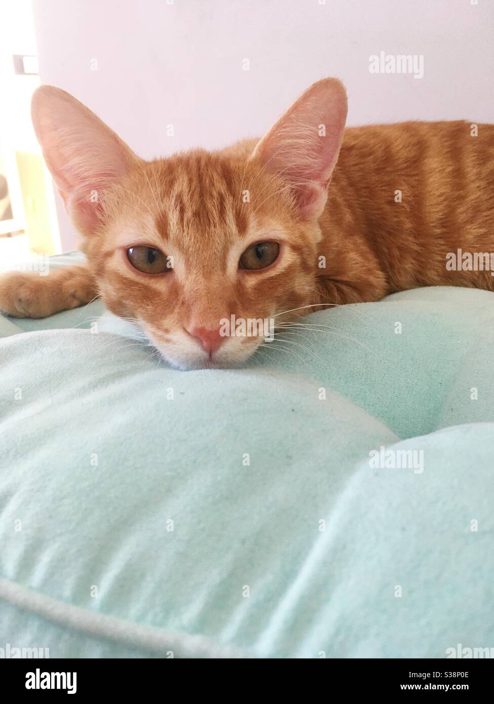 gato dulce tumbado en la almohada Foto de stock