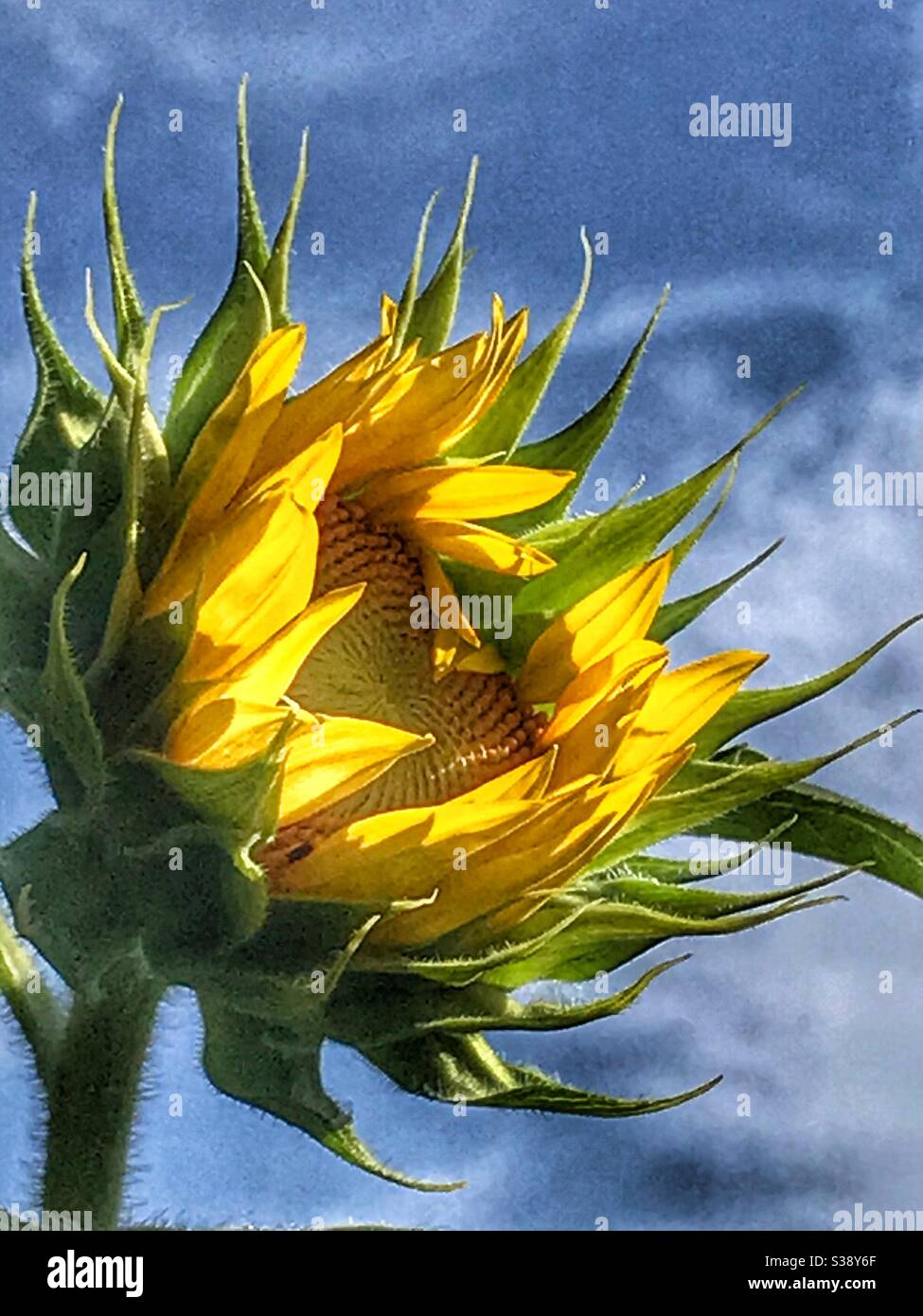 Girasol floreciendo en la luz del sol caliente Foto de stock
