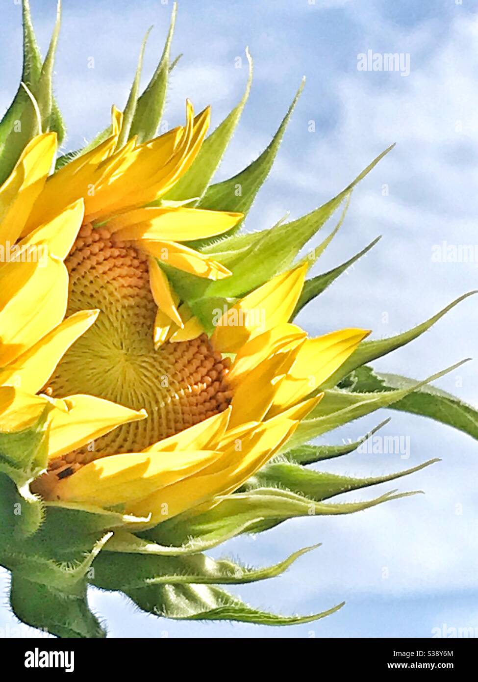 Girasol floreciendo en la luz del sol brillante Foto de stock