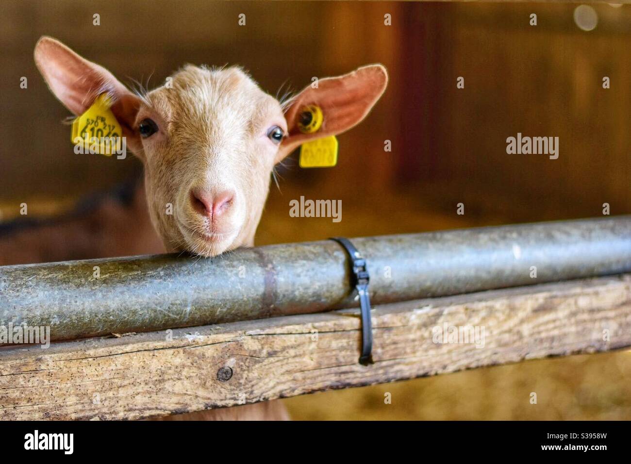 Cabra en la granja de Sussex Foto de stock