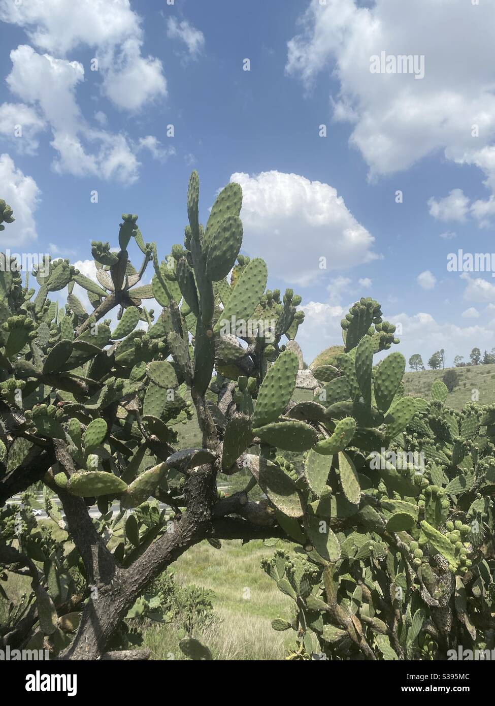 Nopales - México Foto de stock