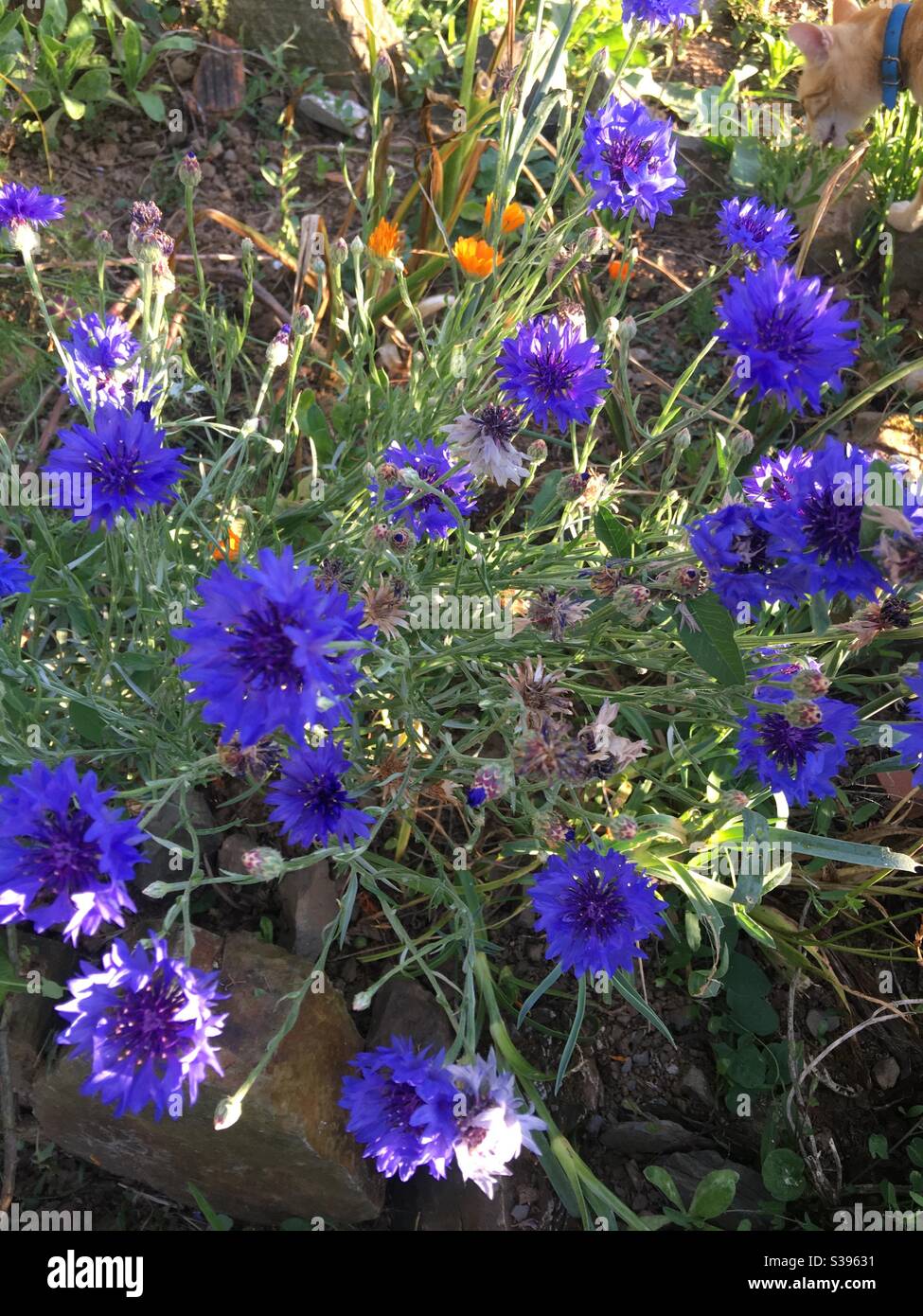 Flores de maíz azul eléctrico. Flores de primavera Foto de stock