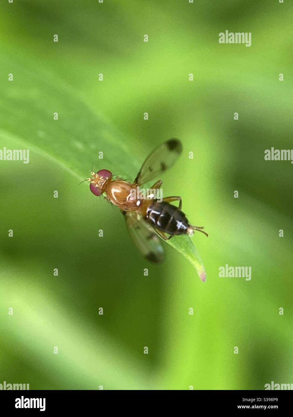 Pequeña mosca en una hoja de hierba Foto de stock