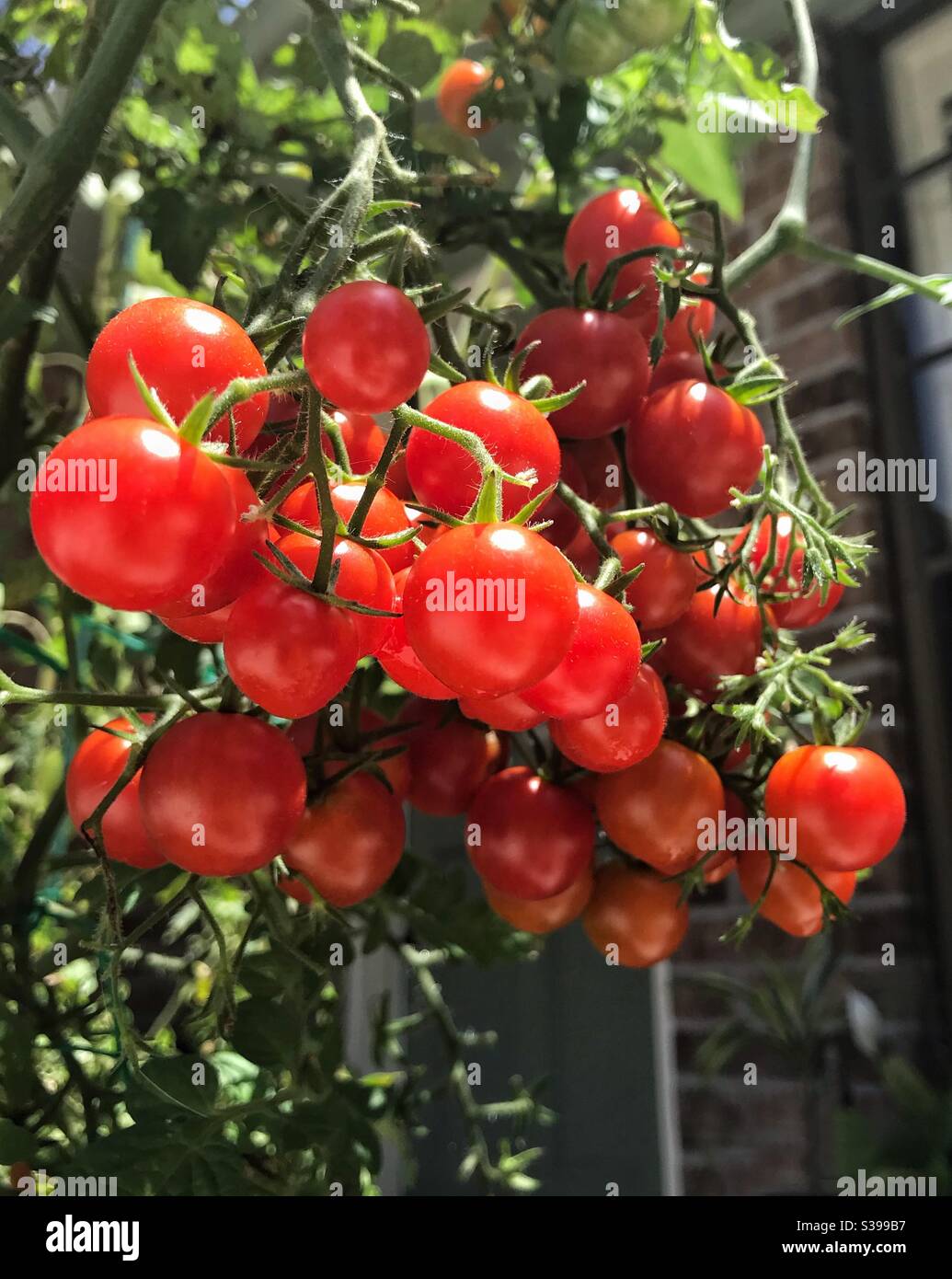 Tomates Cherry sobre la vid Foto de stock