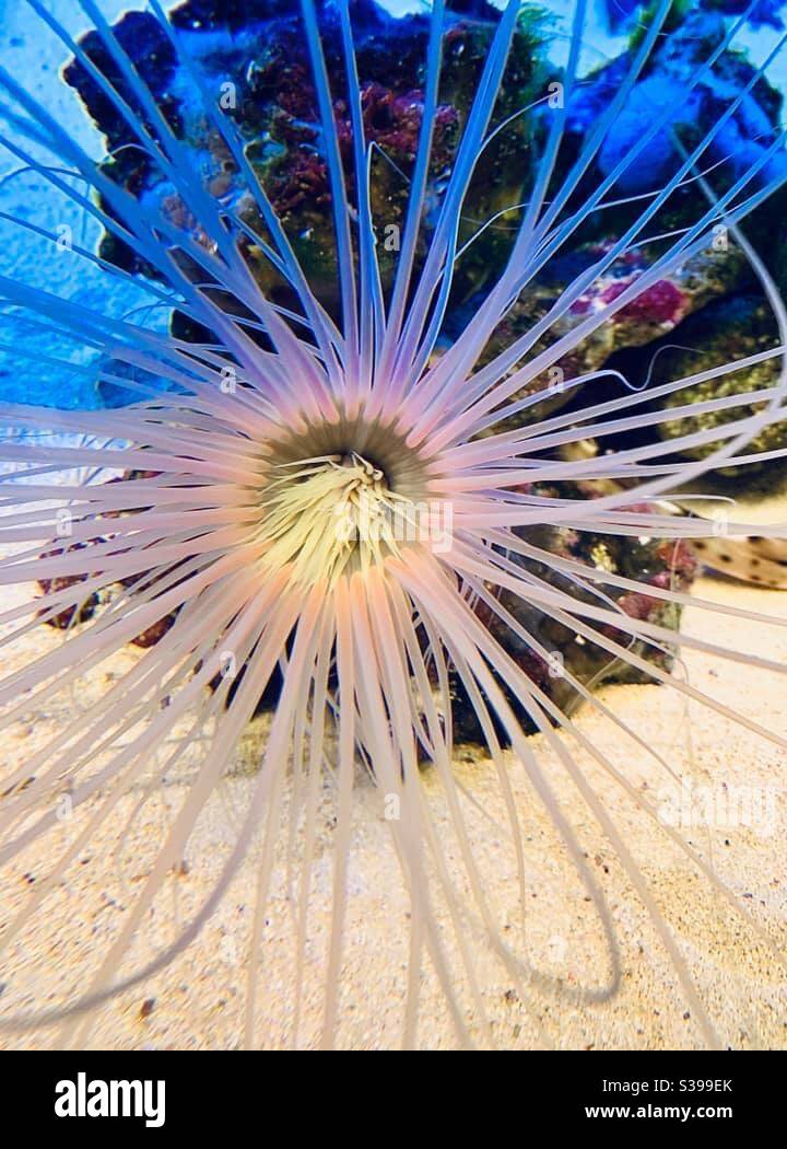 Acuario, vida marina Foto de stock