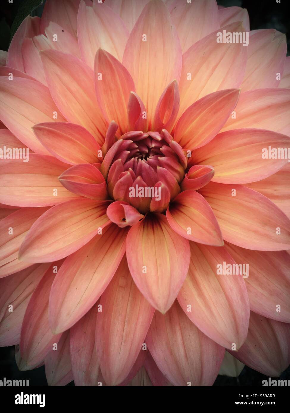 Primer plano de una flor dahlia rosa naranja amarillo tomada en Londres, Inglaterra. Foto de stock