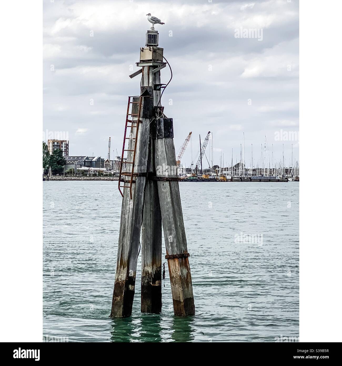 Seagull en un puesto de marcador en el puerto de Portsmouth Foto de stock