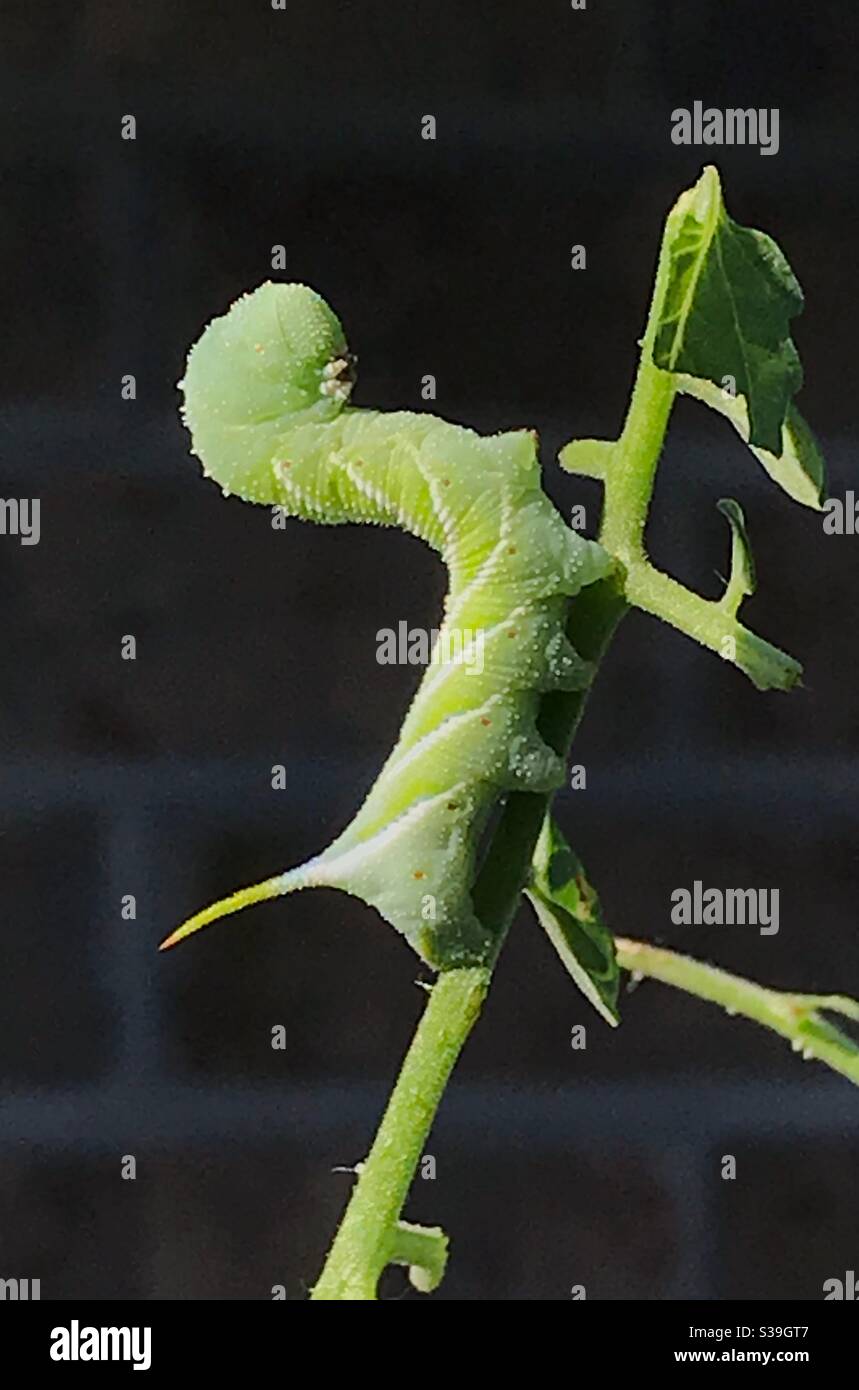 Oruga verde, un gusano de cuerno de tabaco, Manduca sexta, en una planta de tomate Foto de stock