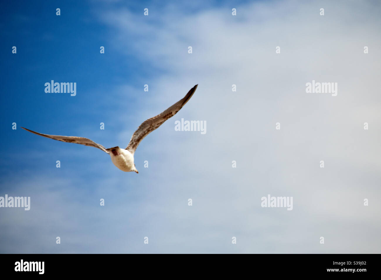 Una gaviota vuela en el aire frente al cielo azul ligeramente nublado del verano sobre el Mar Báltico. Los movimientos de vuelo se pueden ver muy bien. Foto de stock