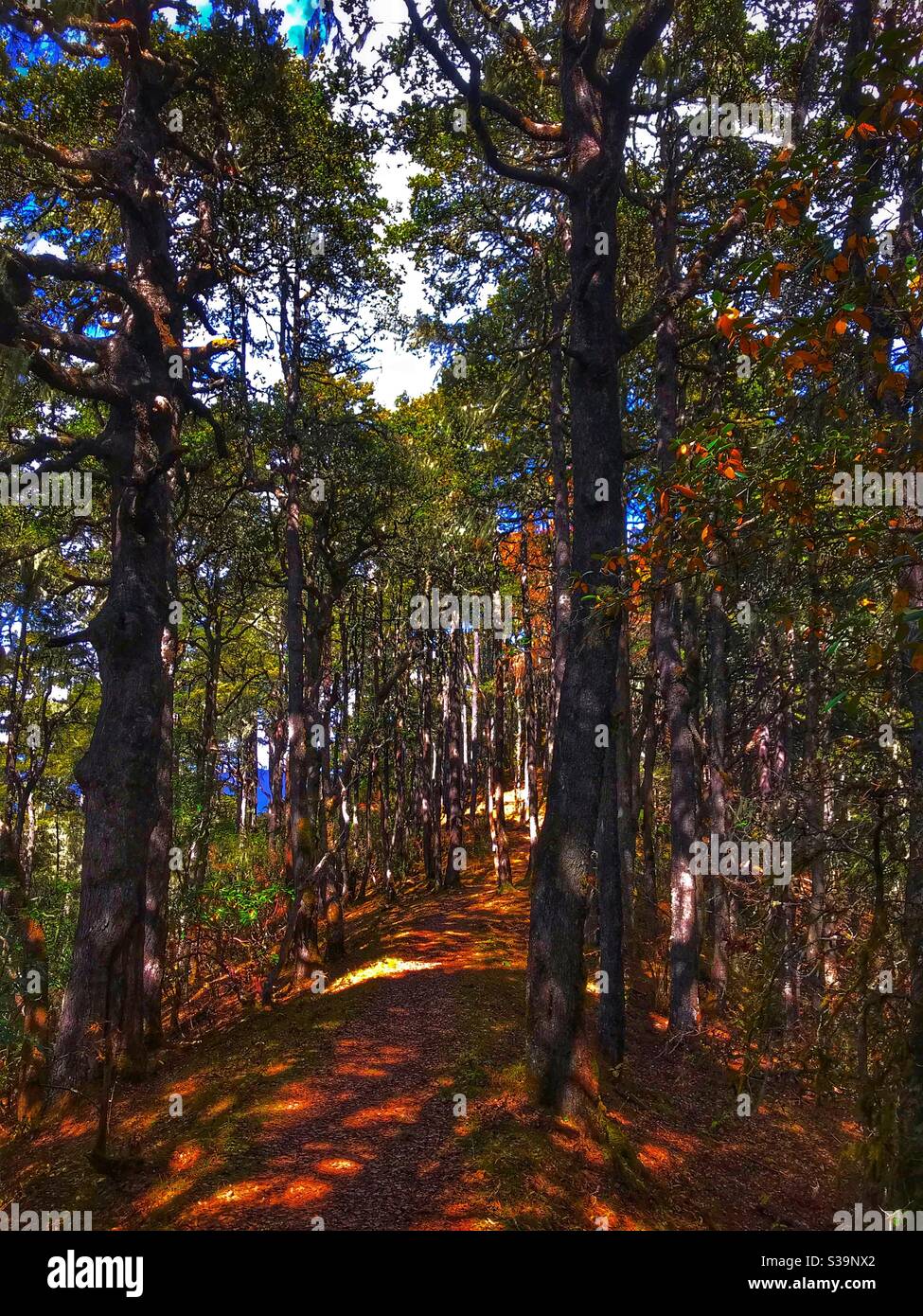 Un paseo por el bosque Foto de stock