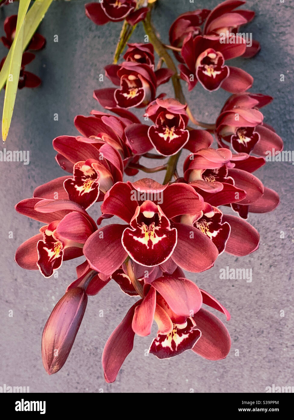 Fotos orquideas rojas ▷ Imágenes