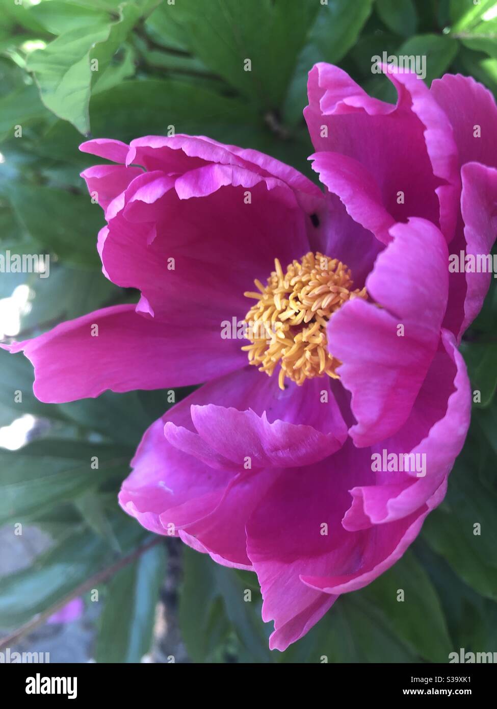 Peonía rosa, pétalos, flor, centro amarillo, fondo verde, naturaleza,  natural, flor, planta, primer plano Fotografía de stock - Alamy