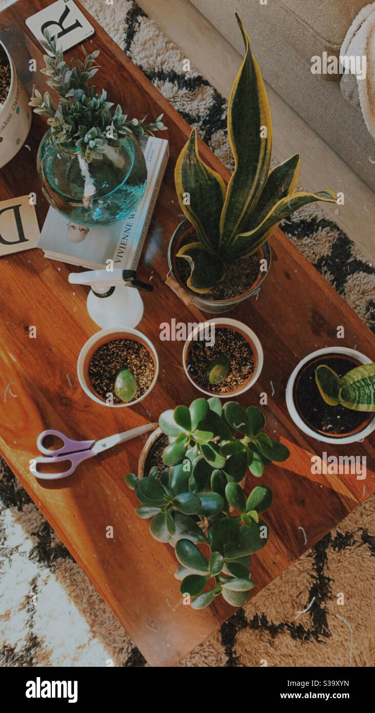 Vista aérea de propagación de plantas con plantas de serpientes y plantas de Jade. Foto de stock