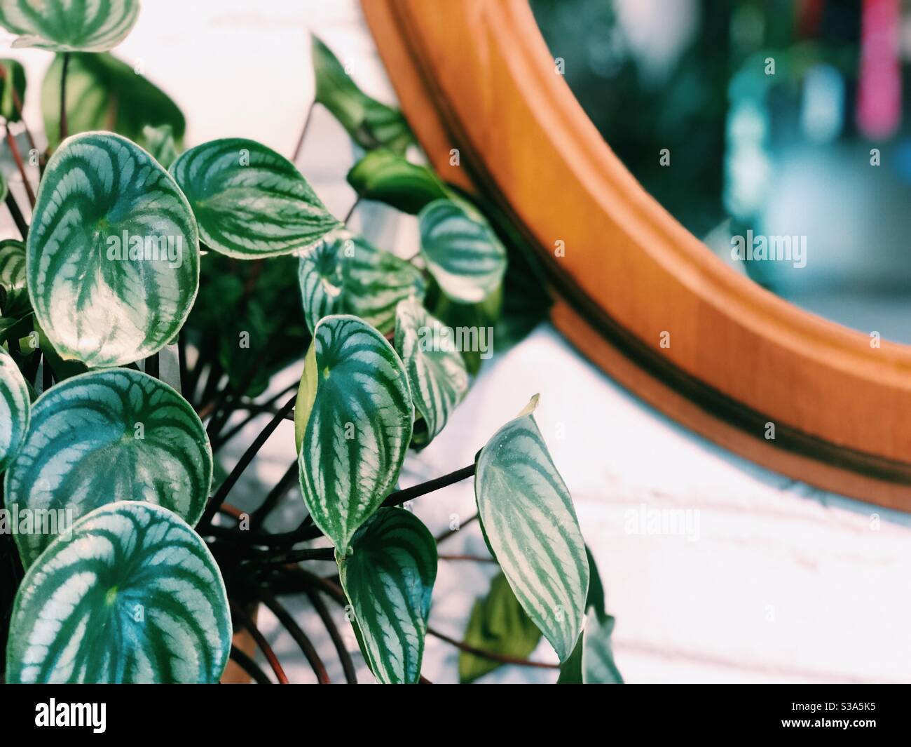 Planta de Peperomia con espejo Fotografía de stock - Alamy