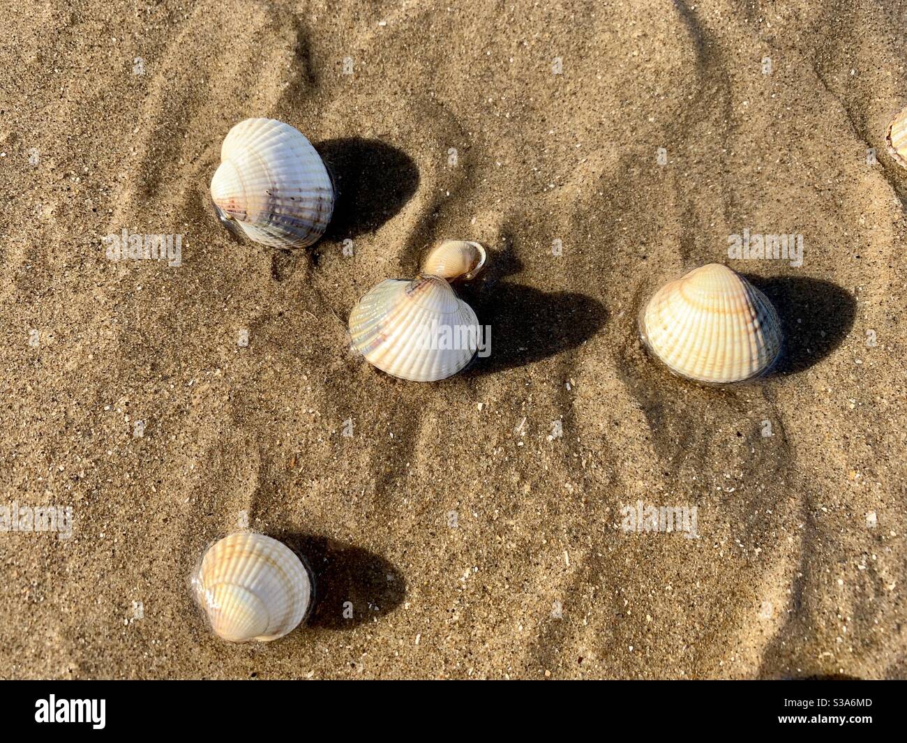 Conchas marinas en la playa de Prestatyn Foto de stock