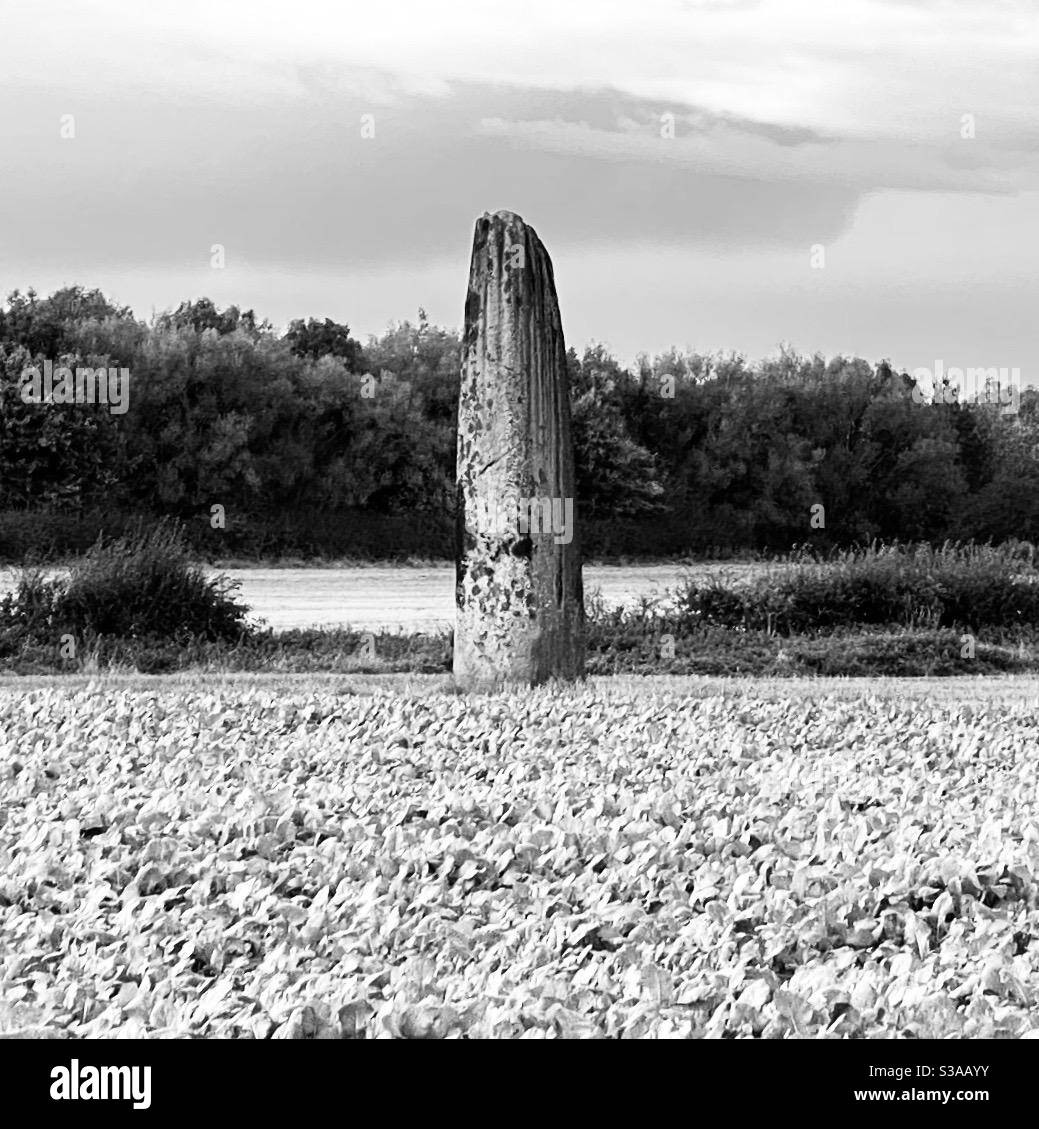 La flecha de los demonios - Boroughbridge North Yorkshire Inglaterra - Neolítico O monolito de la Edad de Bronce temprana Foto de stock