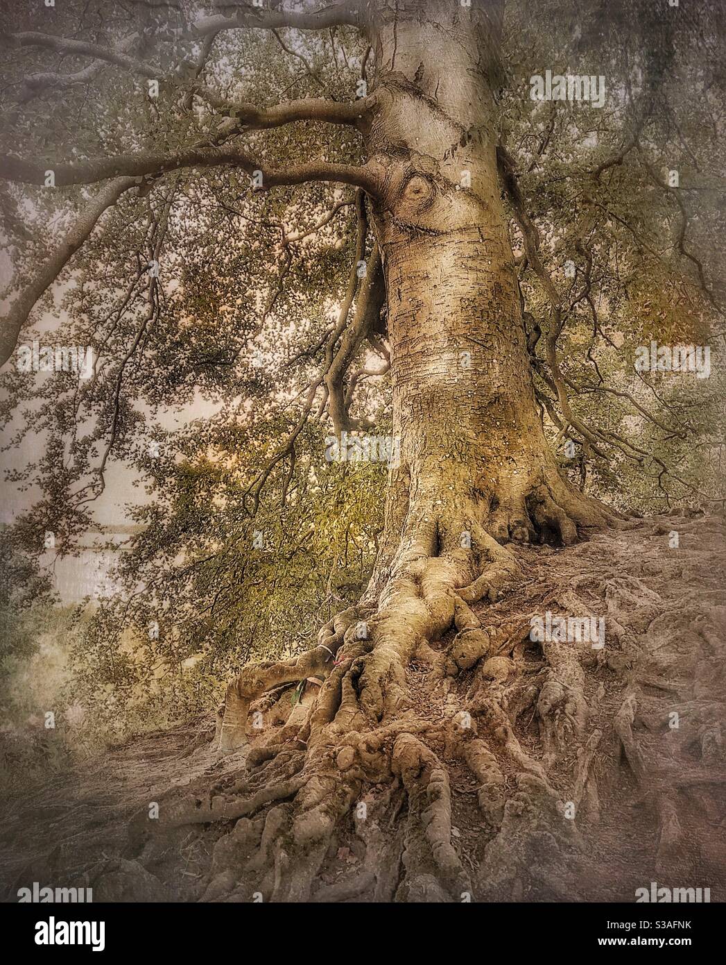 Árbol de Tolkien, Avebury, Inglaterra, árbol de hadas, Goblins, Hobbits Foto de stock