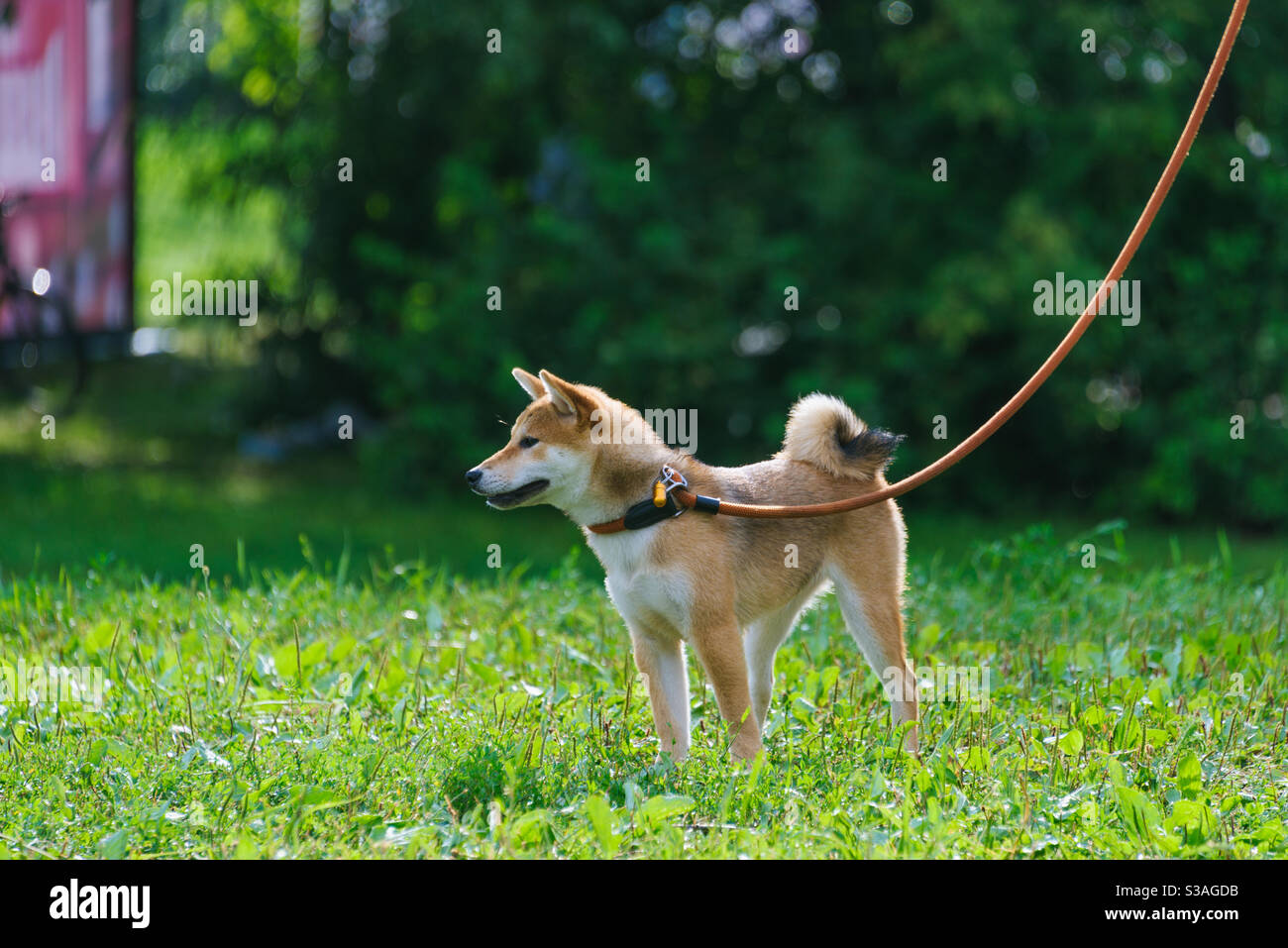 Nombre general de las razas de perros de caza en la zona forestal del norte de Europa, Asia y América del Norte Foto de stock