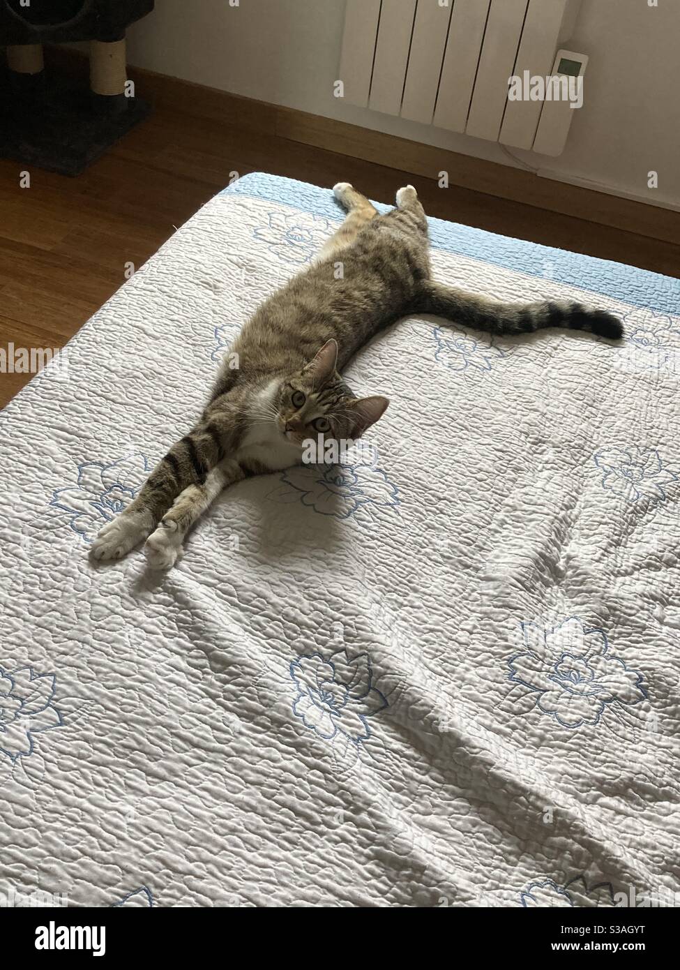 Chat Tigre Gris Jeune Fotografia De Stock Alamy