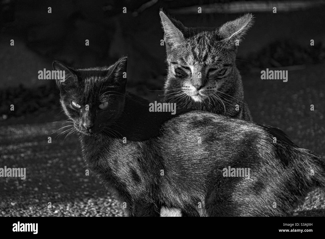 Dos gatos bañándose en el sol Fotografía de stock - Alamy