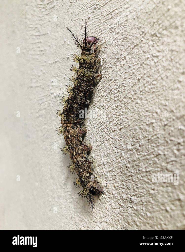 Gusano venenoso fotografías e imágenes de alta resolución - Alamy