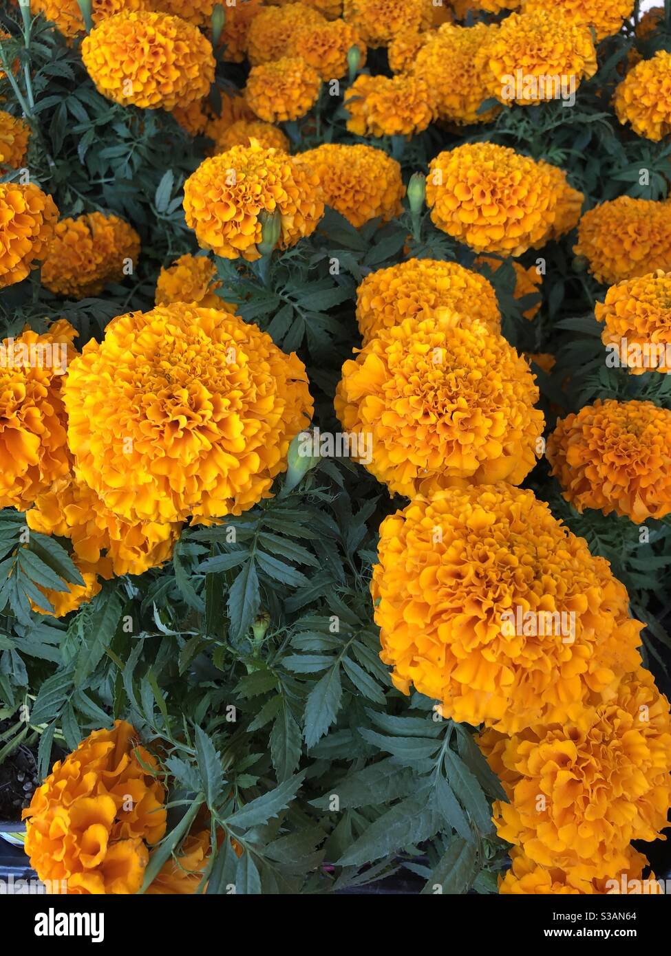 Cempasuchil flores para la visita de nuestros queridos familiares o amigos  muertos, el color naranja los lleva a la reunión, así como al olor  Fotografía de stock - Alamy