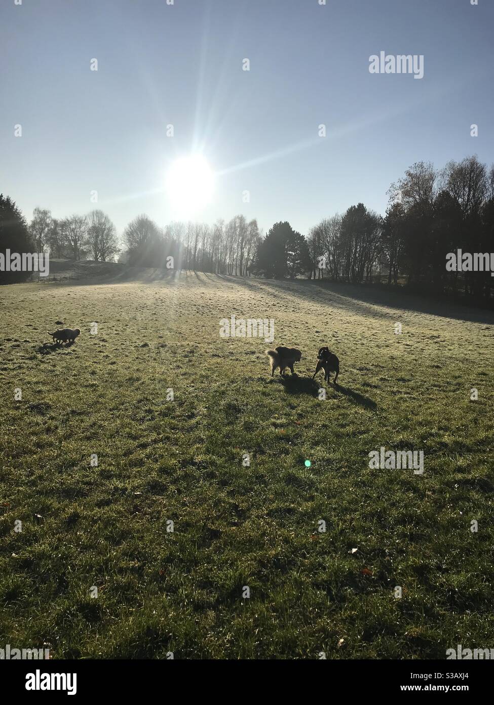 Perros corriendo bajo el hermoso amanecer de invierno en un campo grande Foto de stock