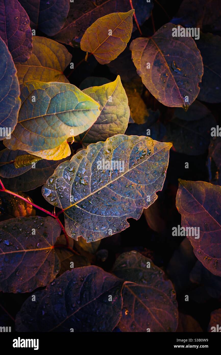 Coloridas hojas en otoño Foto de stock