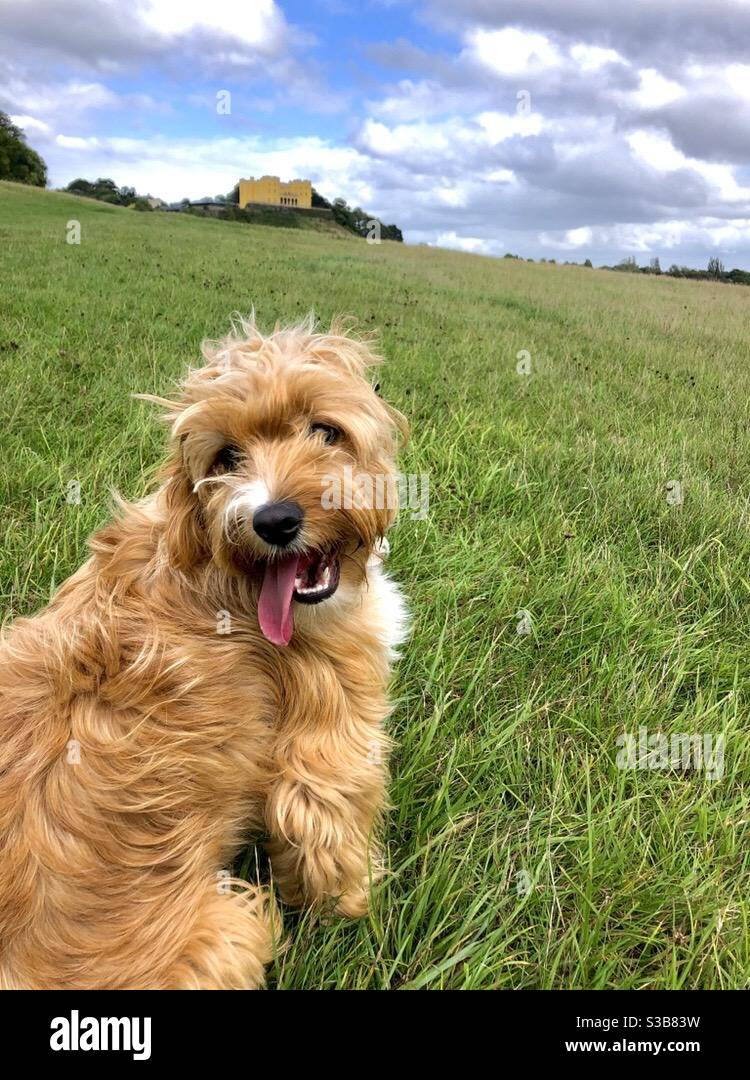 es un cavapoo o cockapoo mas grande