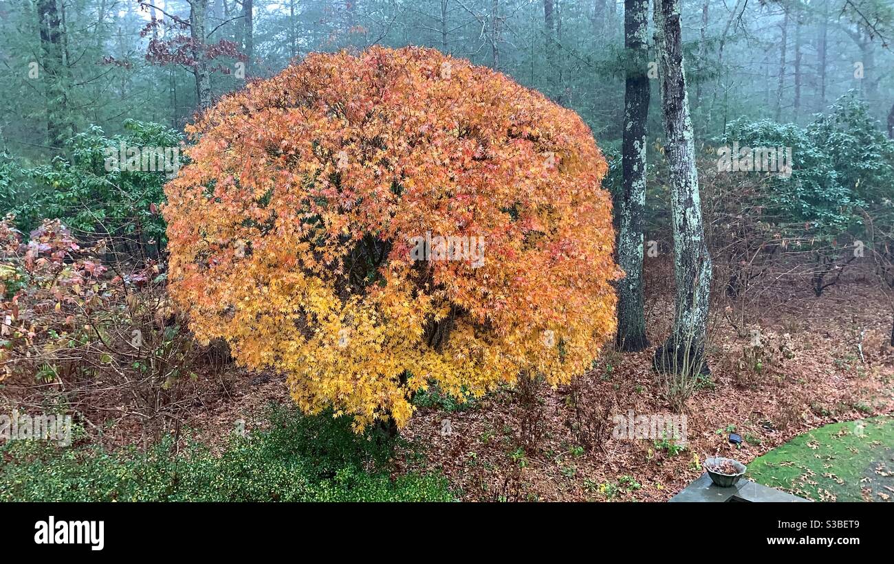 El otoño hace posible ver todos los grados infinitos de colores que la naturaleza puede mostrar. Aquí grados de marrón, amarillo, naranja. Foto de stock
