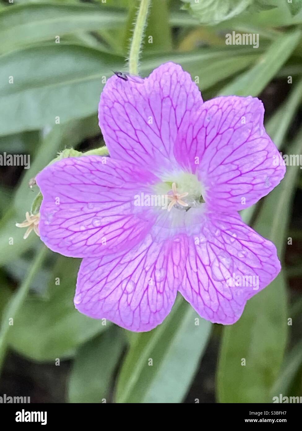 Flor silvestre verde fotografías e imágenes de alta resolución - Alamy