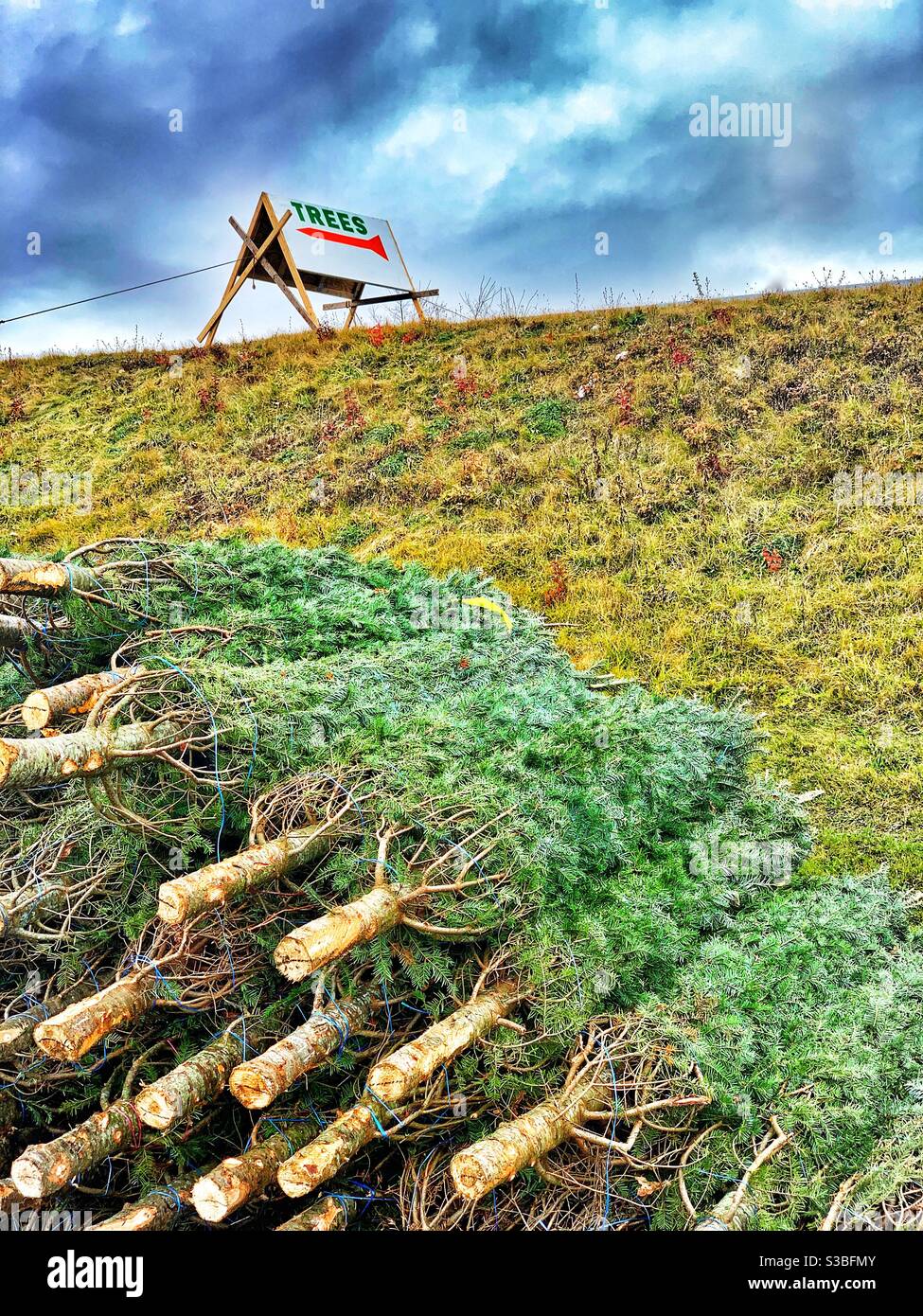 Árboles de Navidad real en venta con signo en el fondo Foto de stock
