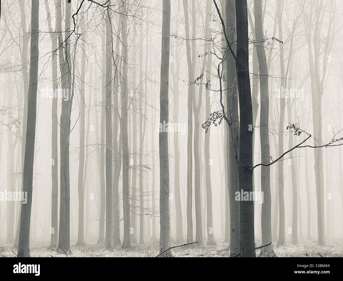 Sombras del bosque Foto de stock