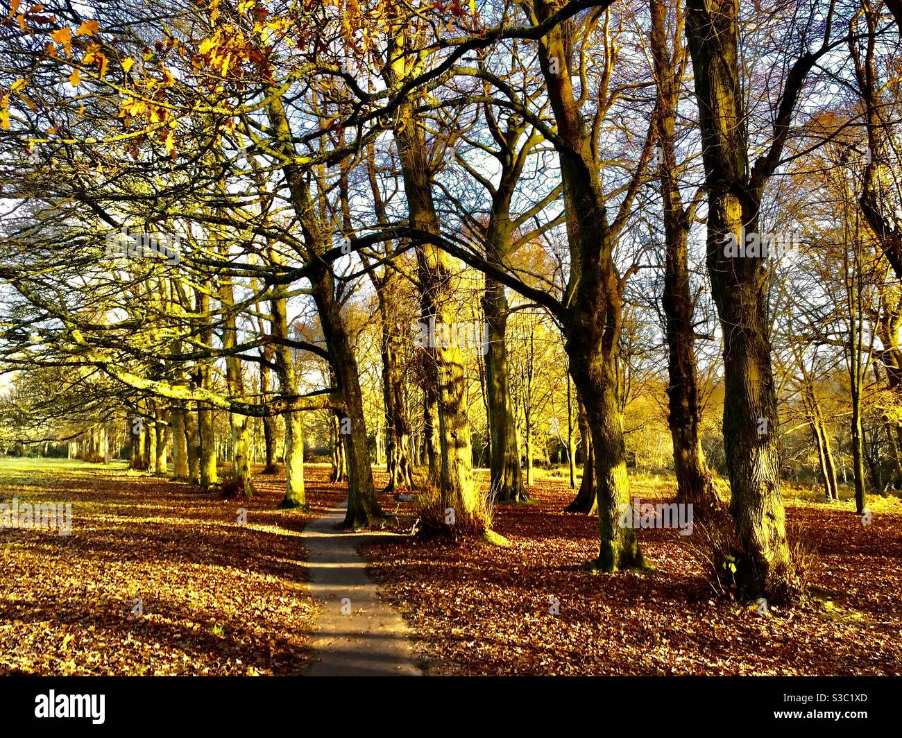 Un paseo por el bosque en otoño Foto de stock