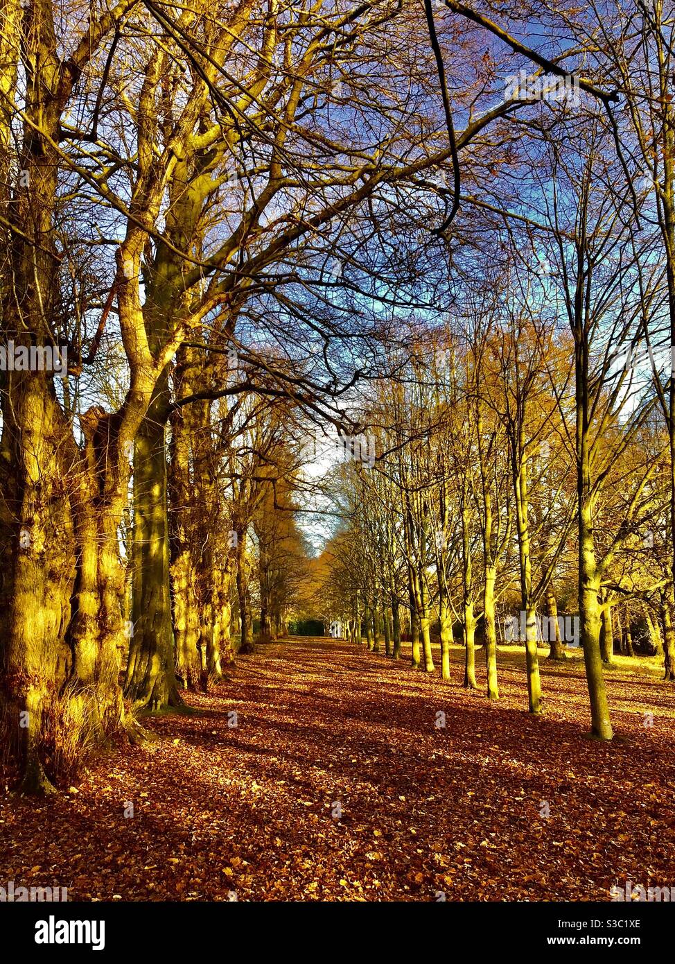 Un paseo por el bosque en otoño Foto de stock