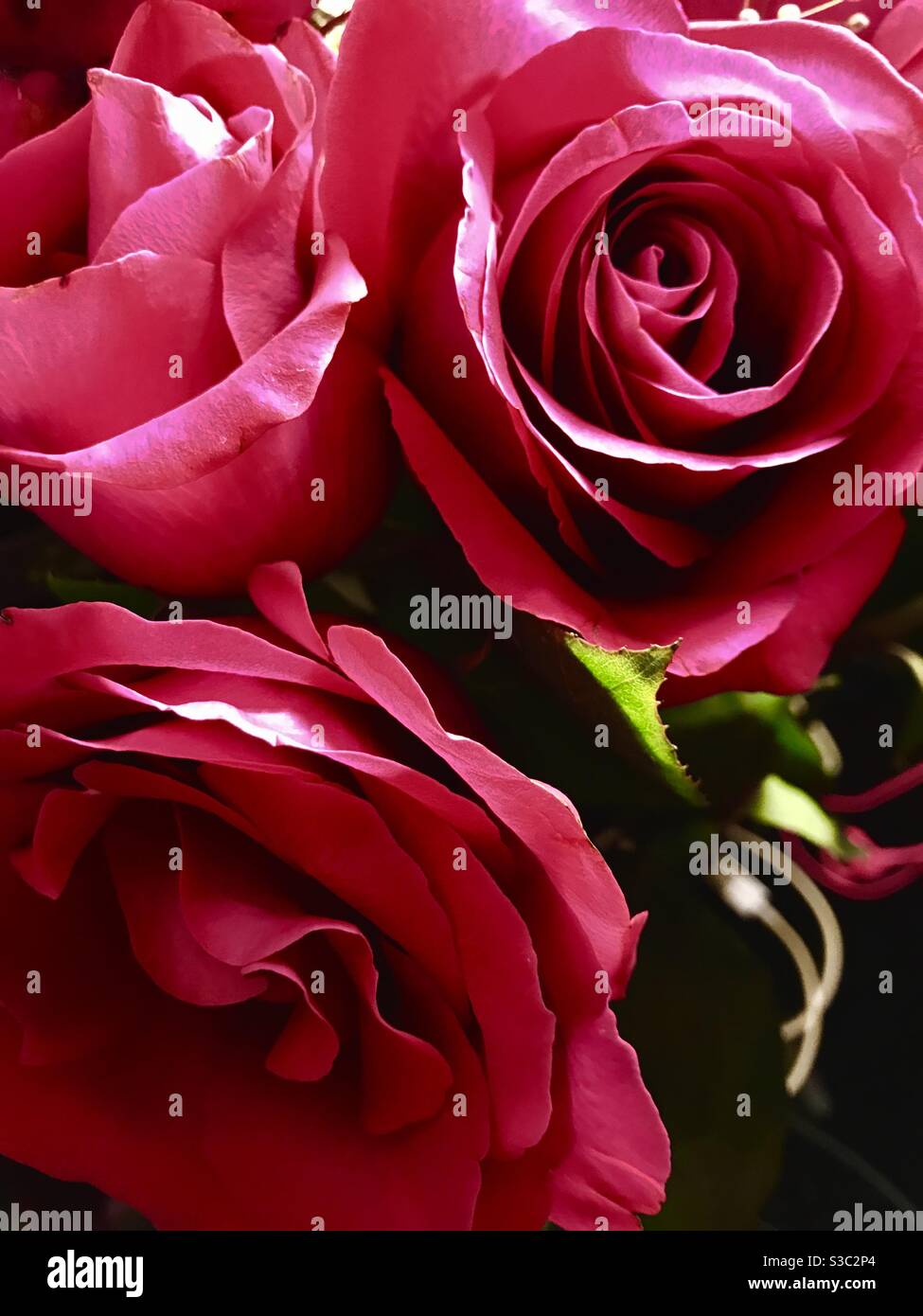 Rosas hermosas fotografías e imágenes de alta resolución - Alamy