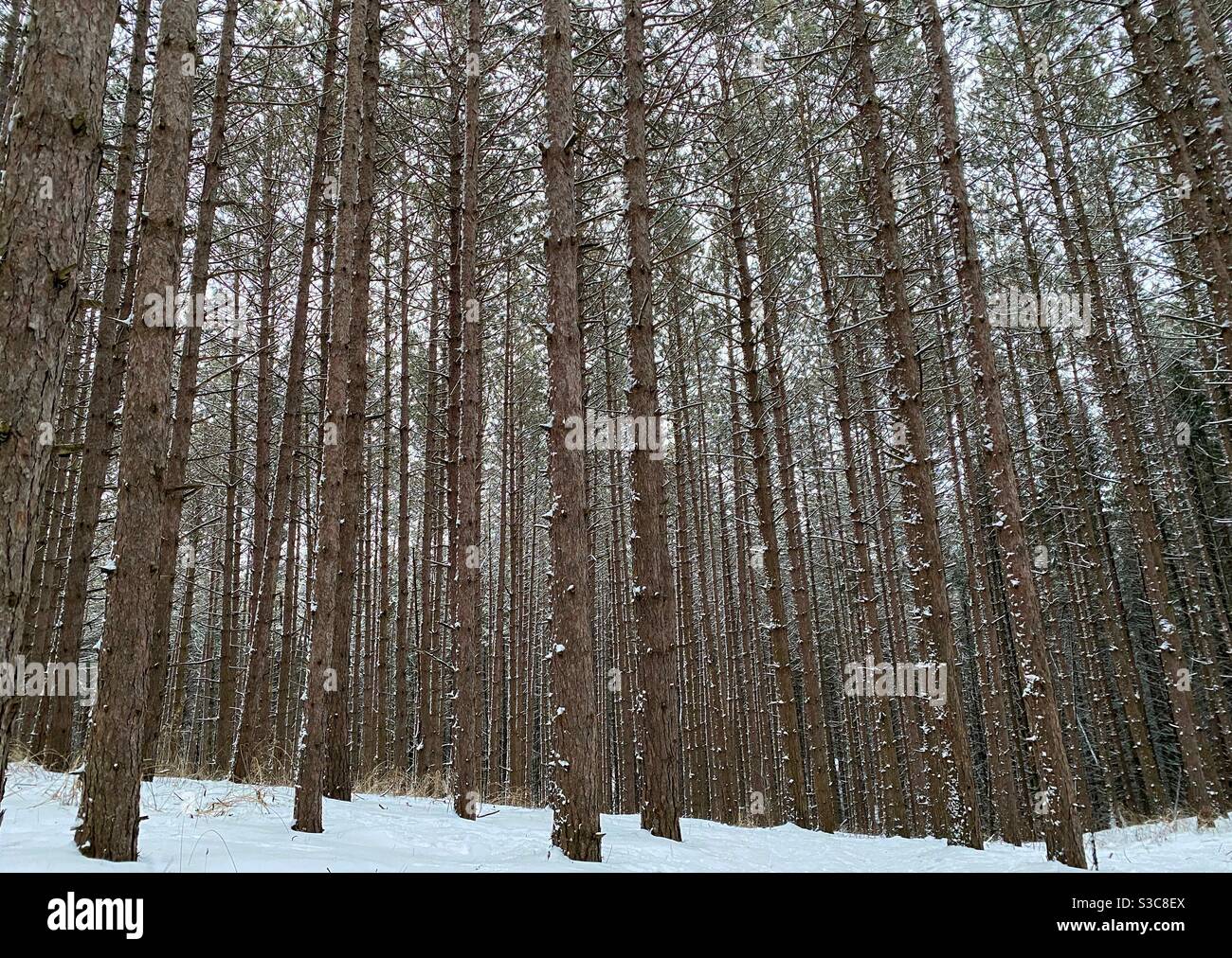 Patrón de árboles perennes en un bosque nevado Foto de stock