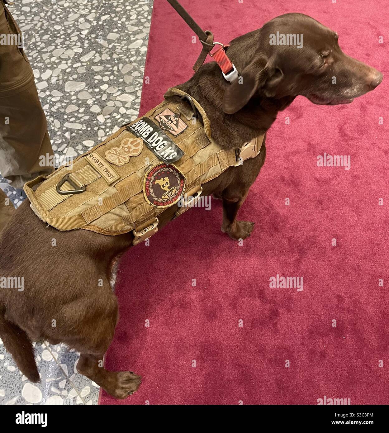 Este hermoso perro de chocolate marrón Labrador Retriever es un héroe muy especial! Es un perro bomba K9, miembro de la Asociación Norteamericana de Perros de Trabajo establecida en 1977. Foto de stock