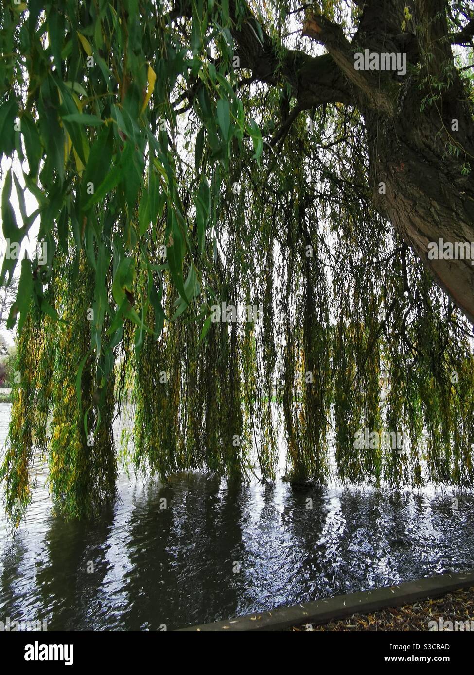 Sauce llorón ramas y hojas tocando el agua de un río Fotografía de stock Alamy