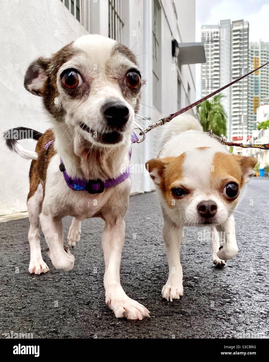 Un par de perros que conocí en la calle Foto de stock