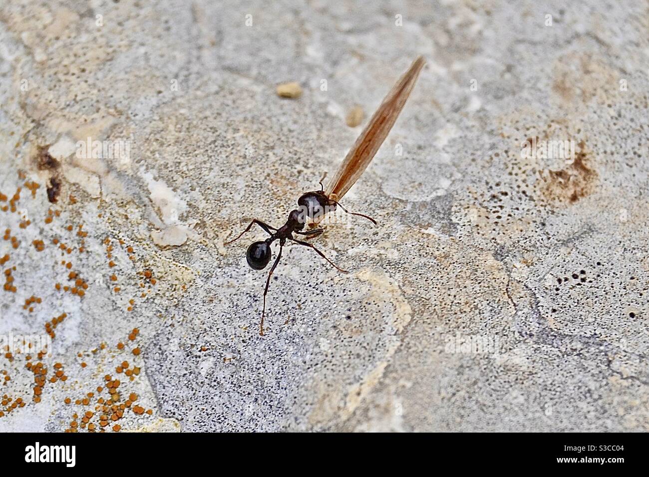 Una gran hormiga en Matera, Italia, lleva una hoja muerta entre su poderosa pincer como mandíbulas y se arrastra a lo largo de una roca en el cálido sol del mediodía Foto de stock