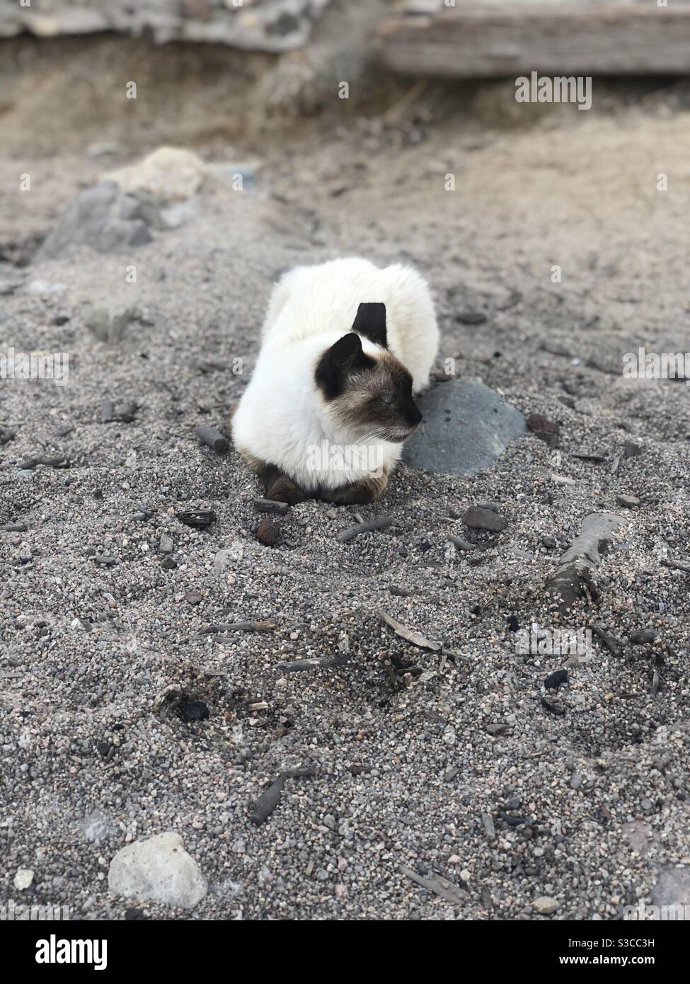Gato mirando a la derecha en la arena Foto de stock