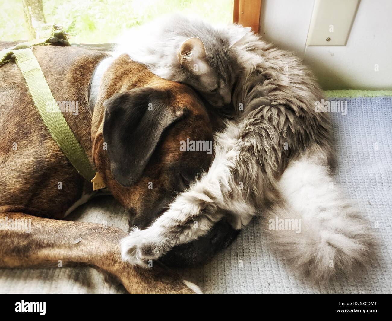 Como gato y perro Fotografía de stock Alamy