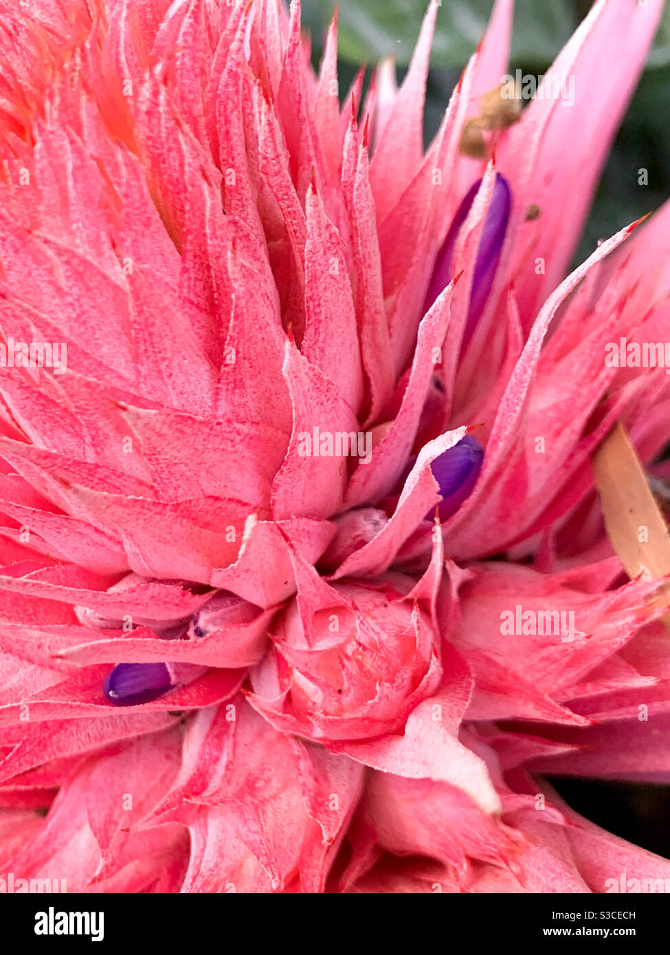 Macro de la fabulosa flor rosada de Bromeliad, Aechmea fasciata Fotografía  de stock - Alamy