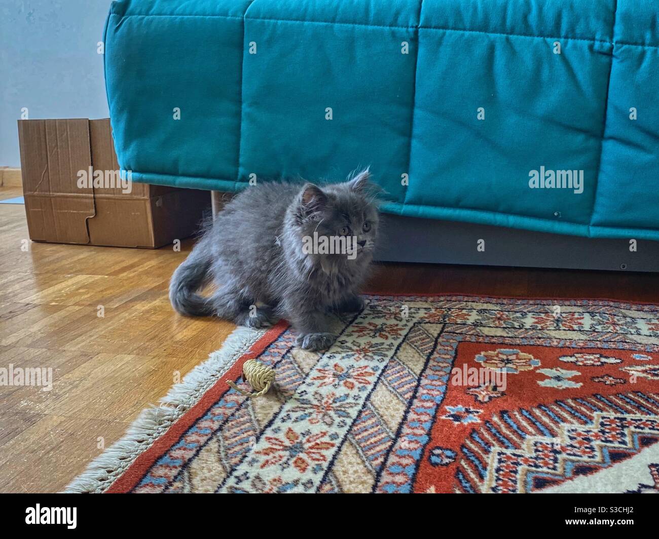 Gatito azul persa de 3 meses con alfombra de colores, sofá y ratón de juguete. Foto de stock