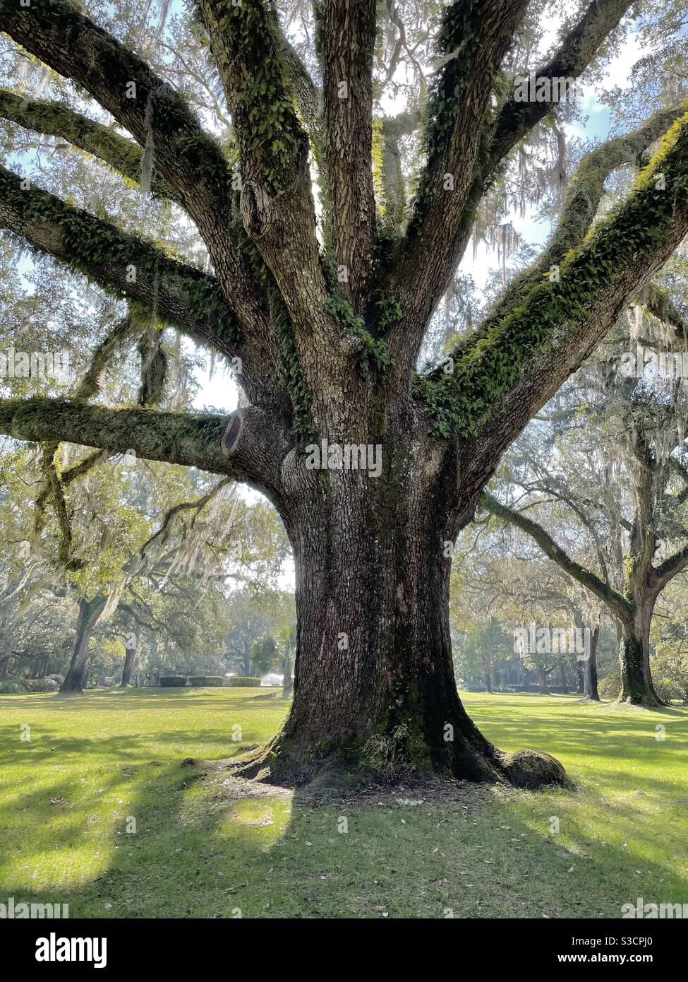 Gran roble de Virginia llamado el árbol del matrimonio en Eden Jardines  State Park Florida Fotografía de stock - Alamy