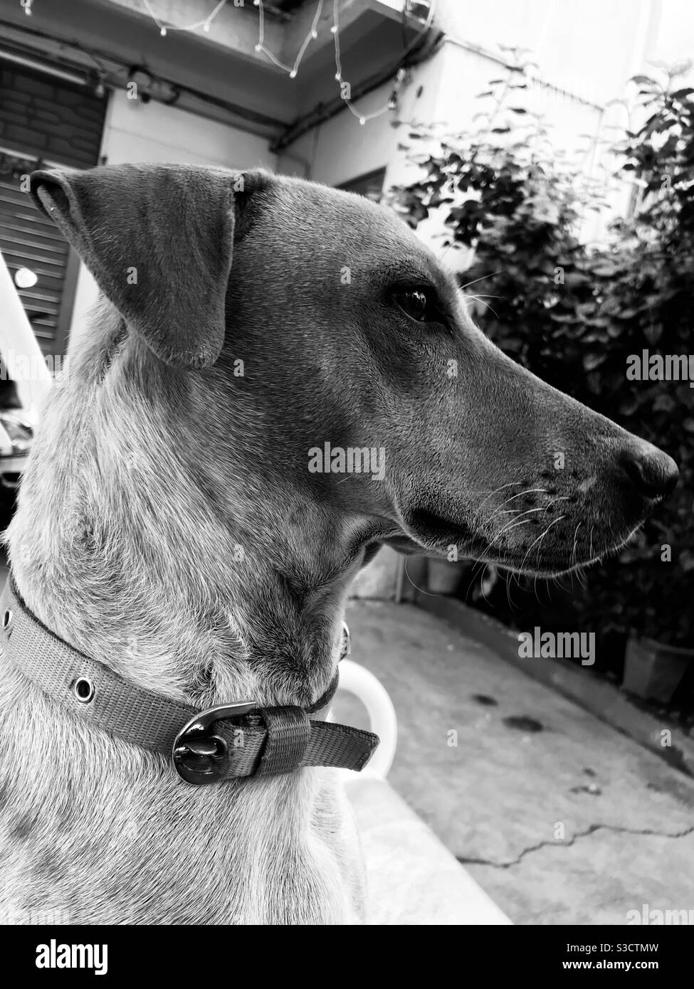 Doggy Foto de stock