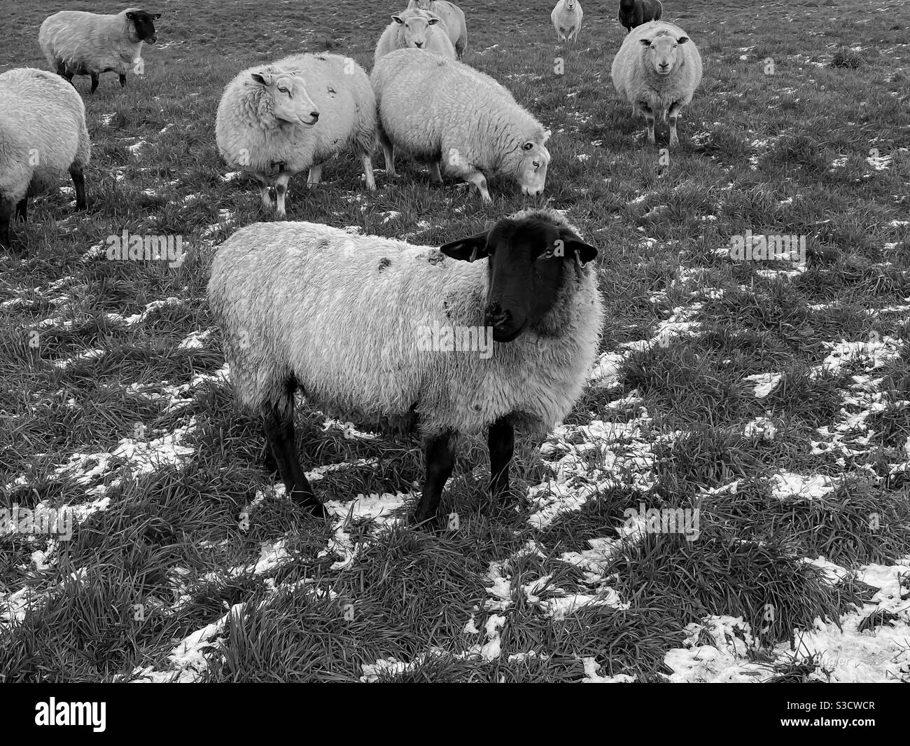 Ovejas en un campo nevado Foto de stock