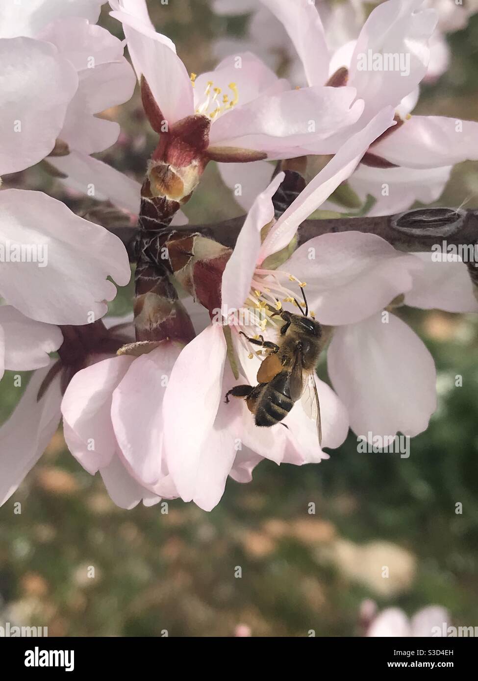 Abeja ocupada con cesta llena de polen - flor de almendra Foto de stock