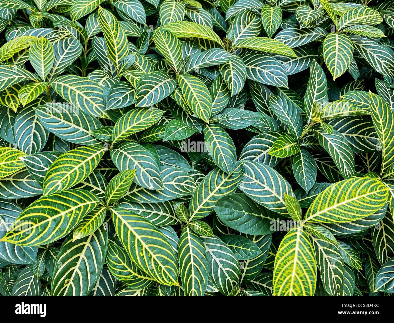 Los patrones naturales de las hojas verdes pueden ser un fondo interesante Foto de stock